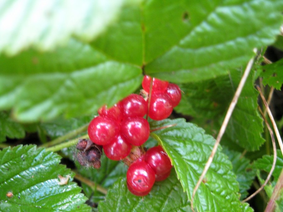 Костяника лесная