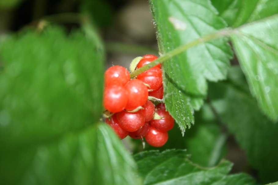 Костяника ягода съедобная