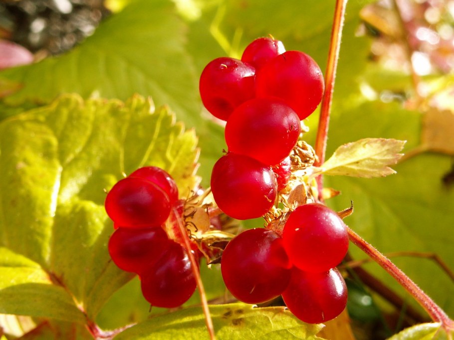 Лесная ягода костяника