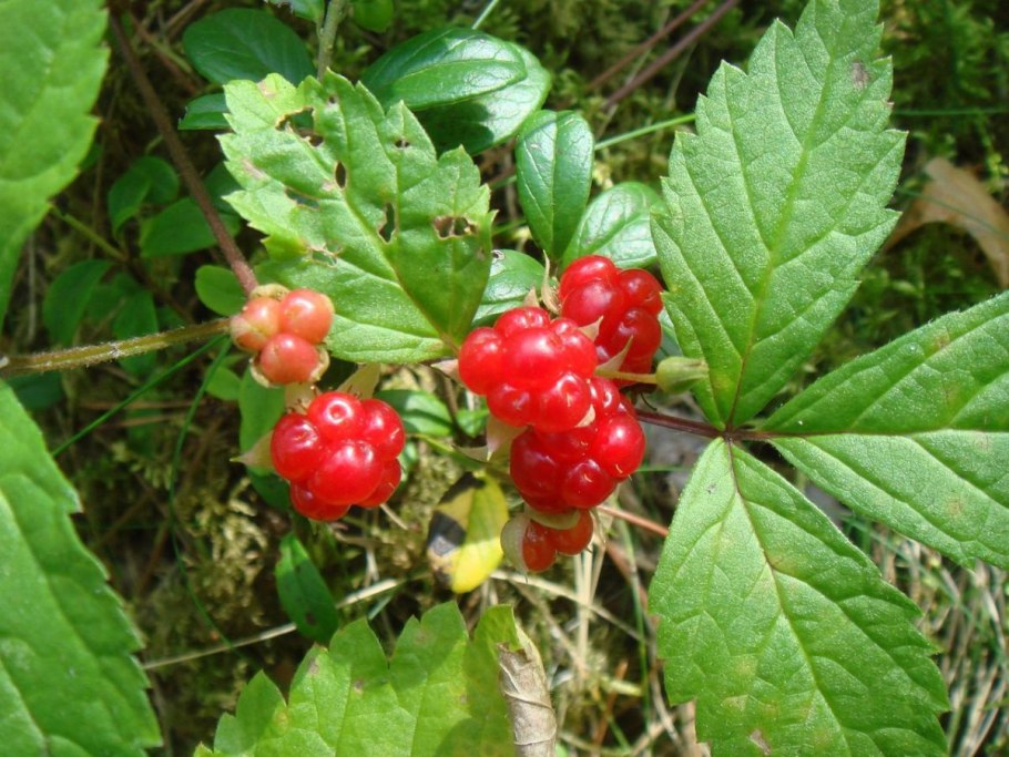 Княженика обыкновенная