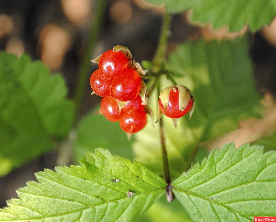 Ягода костяника Сахалинская