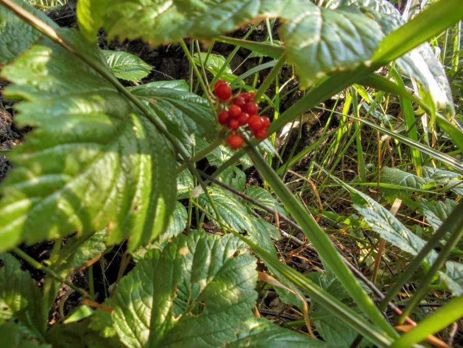 Костяника ягода