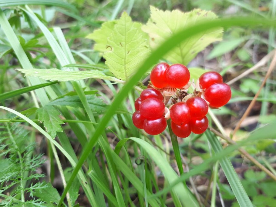 Ягода костяника сахалинская