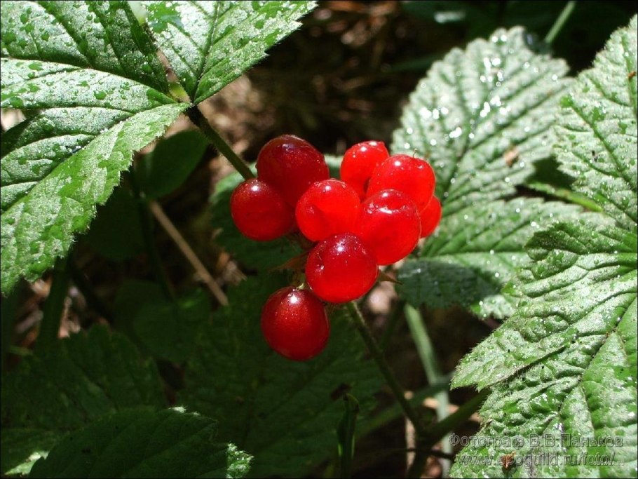Ягода костяника