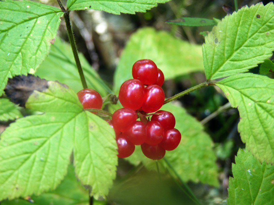Ядовитые ягода костяника