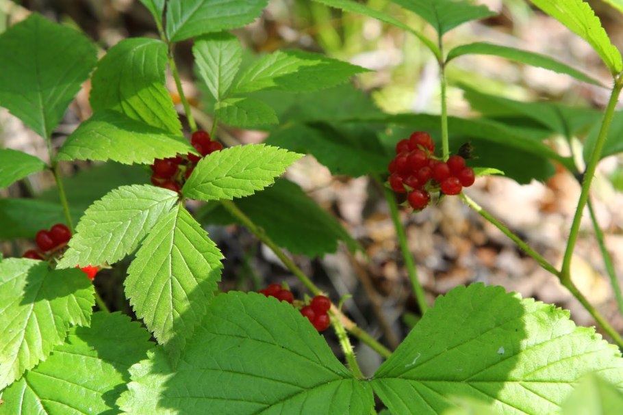 Костяника Сибирская