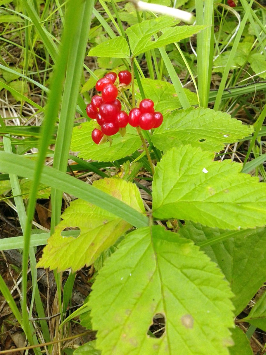 Костяника ягода