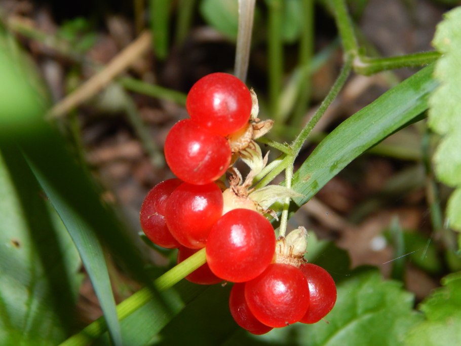Костянка обыкновенная ягода