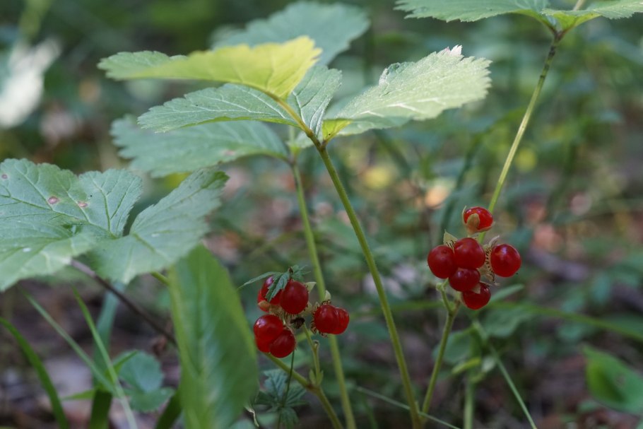 Листья костяники
