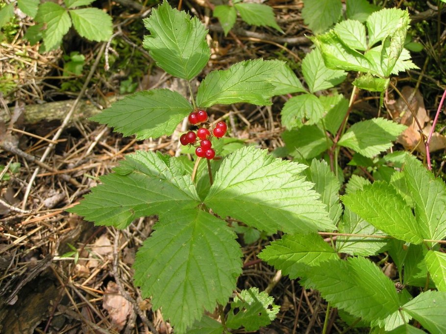 Лесная ягода костяника