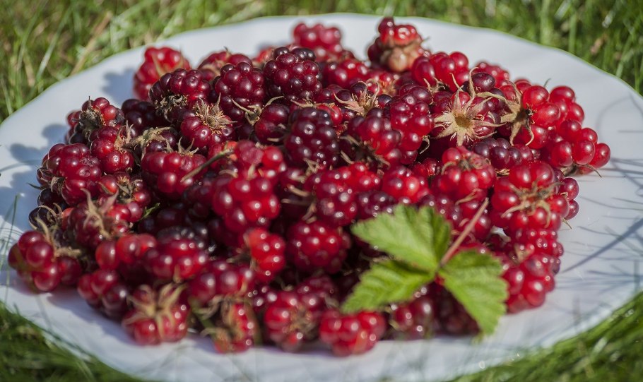 Костяника Лесная