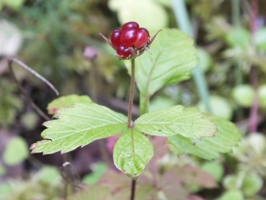 Княженика арктическая