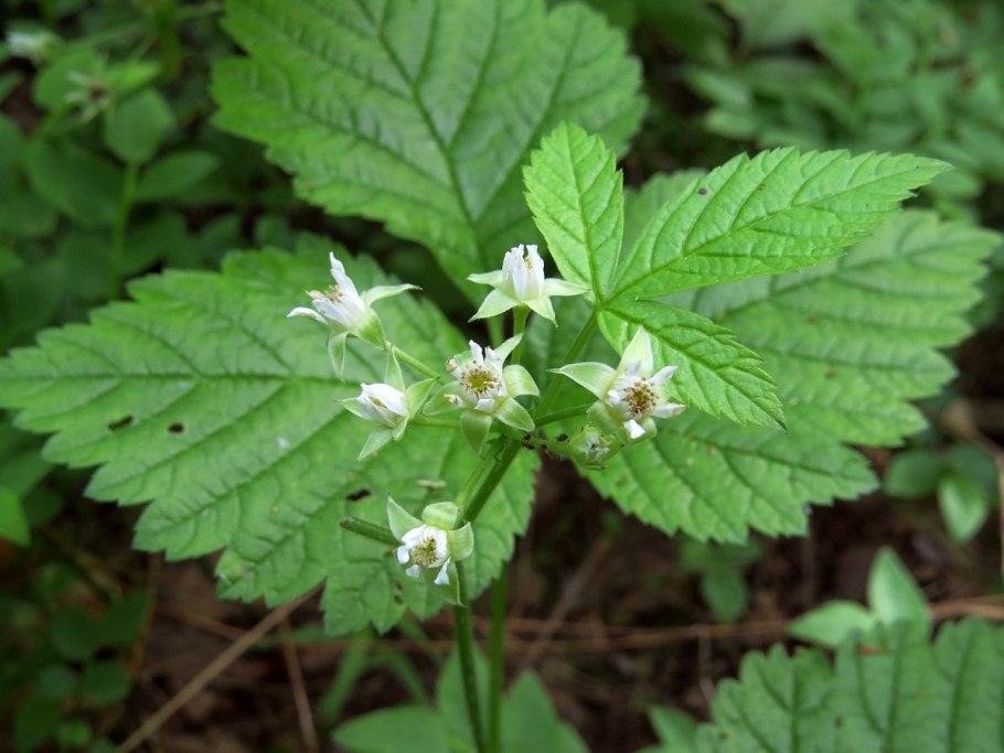 Rubus saxatilis