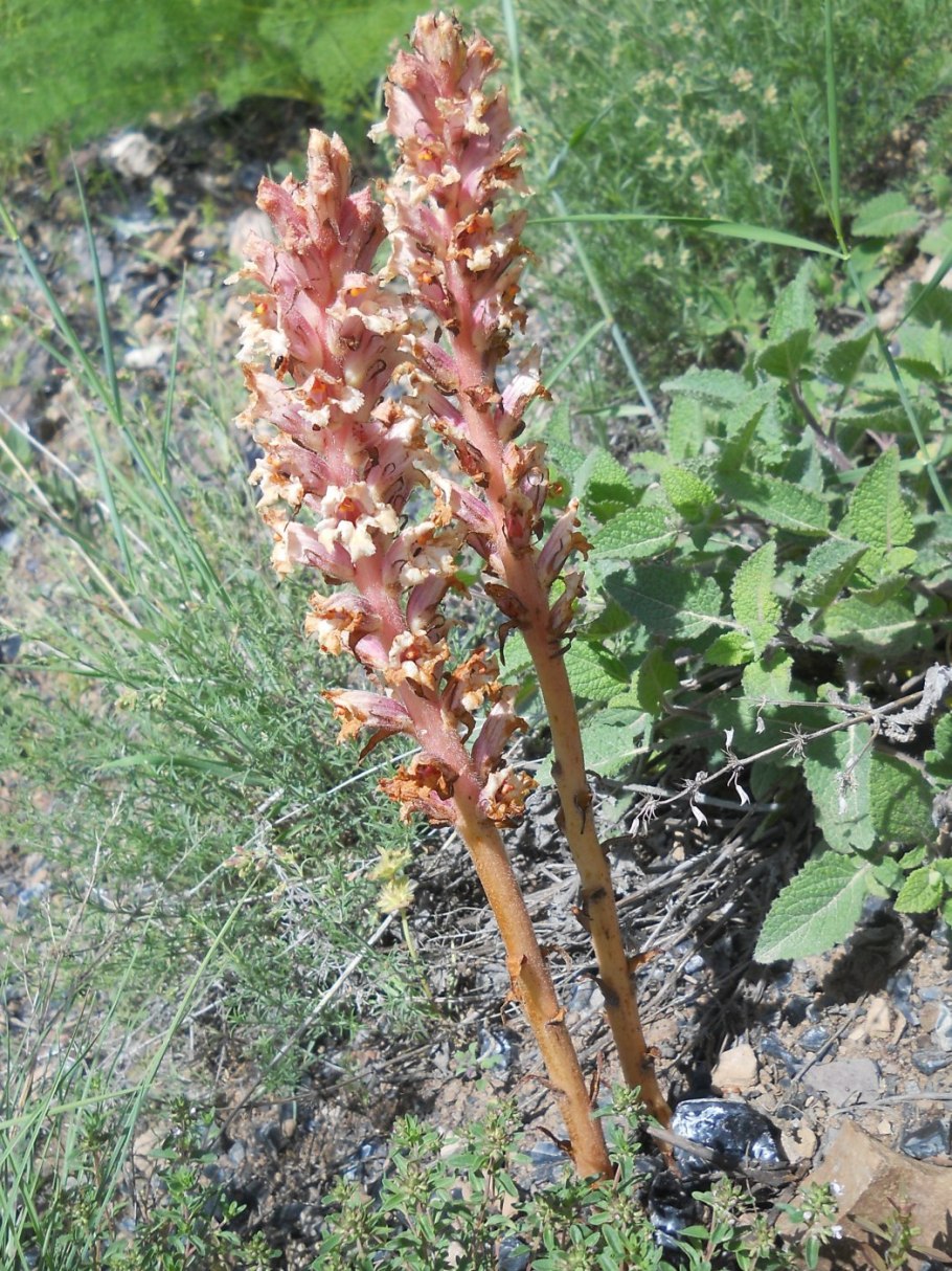 Заразиха метаморфоз