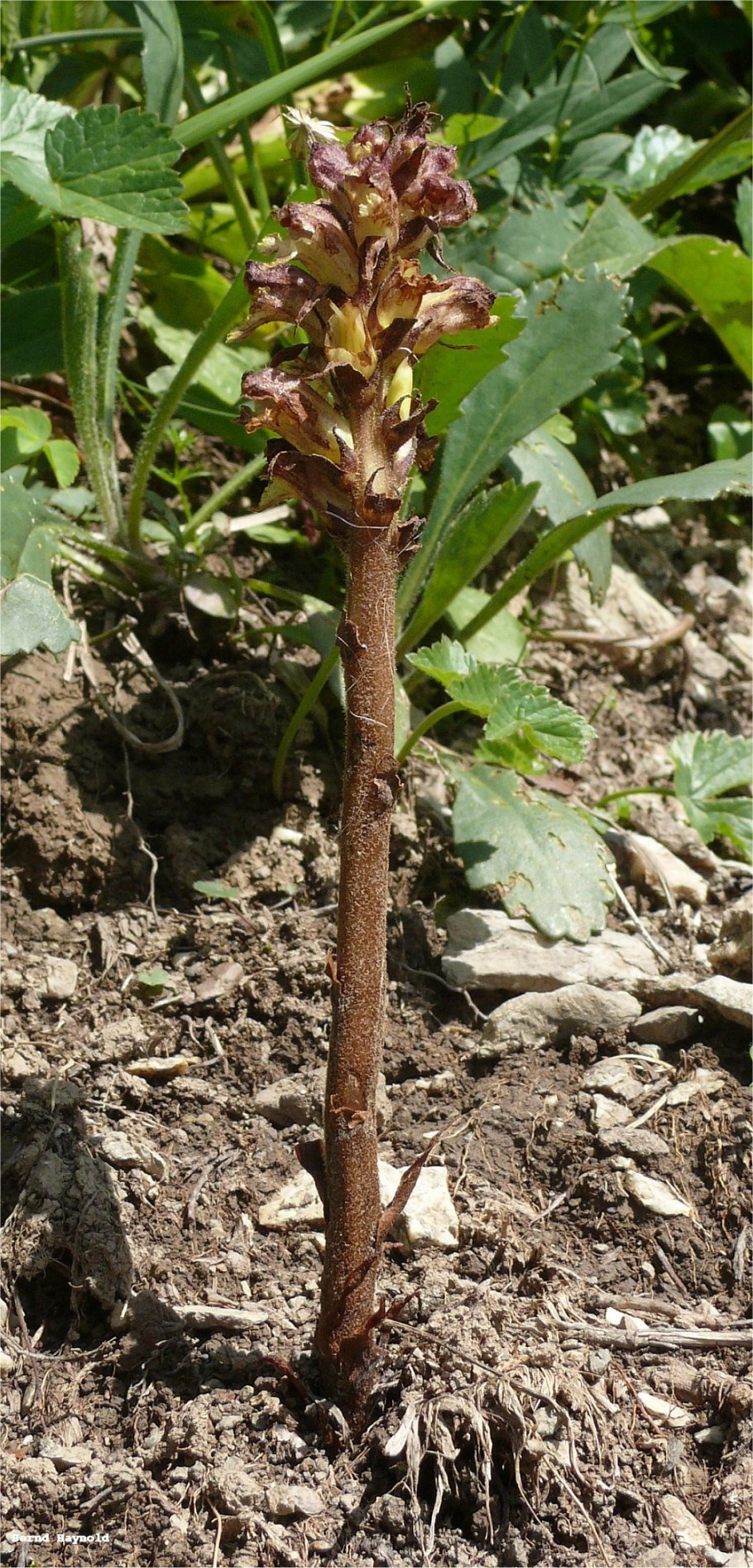 Заразиха пурпурная