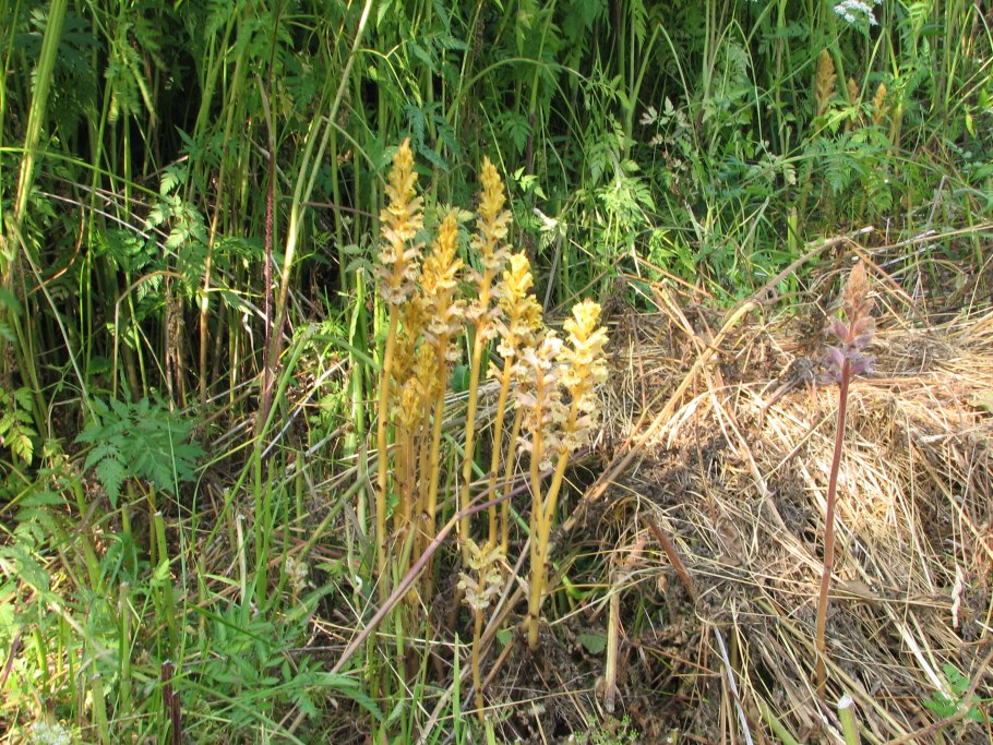 Заразиха Кумская