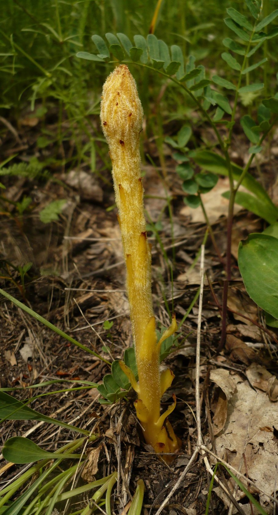 Заразиха плюшевая