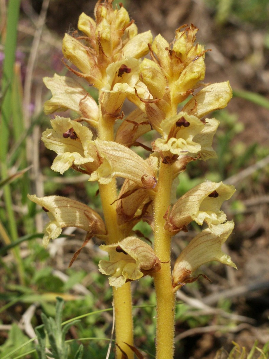 Заразиха (Orobanche