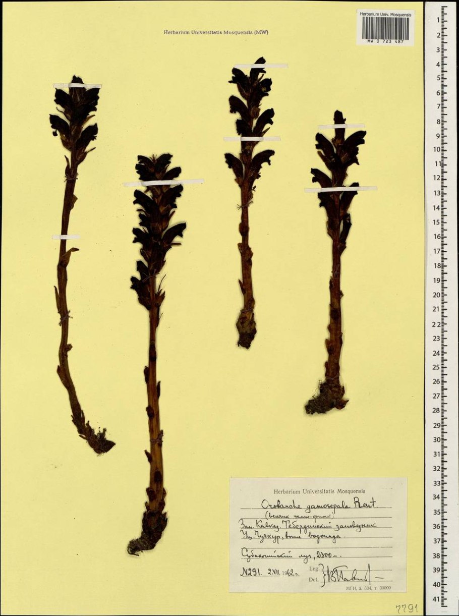 Заразиха капустная