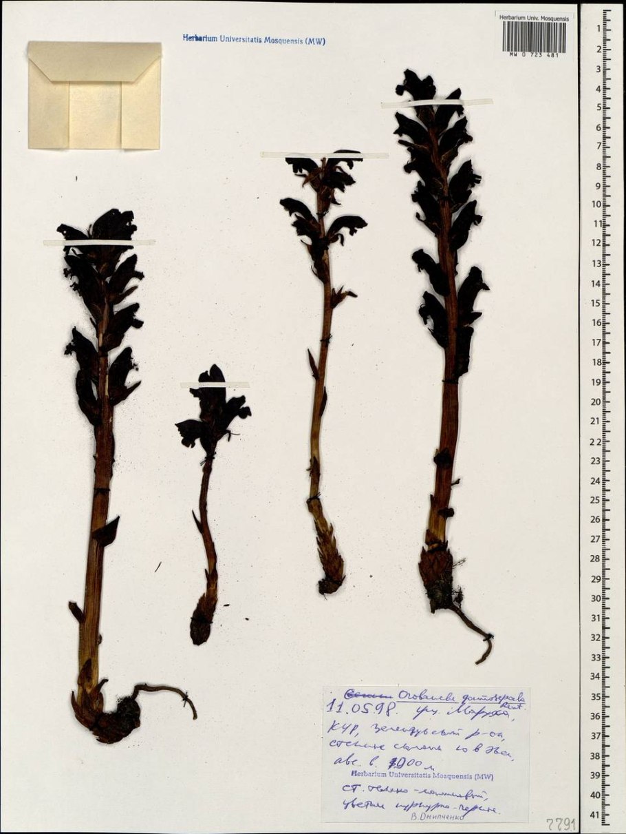 Orobanche sanguinea растение
