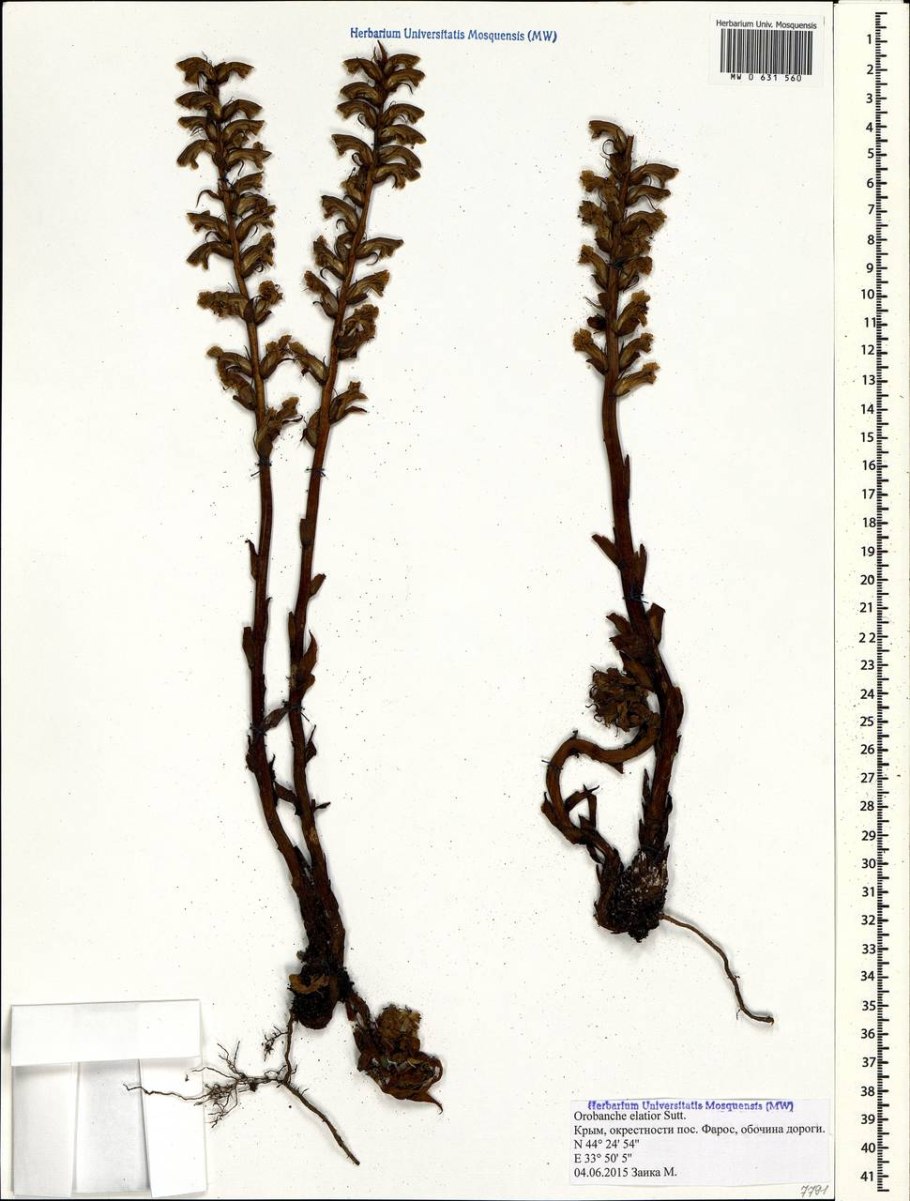 Гнездовка настоящая - neottia nidus-avis