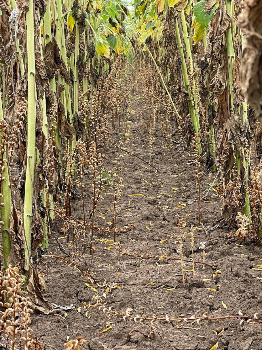 Заразиха бледноцветковая