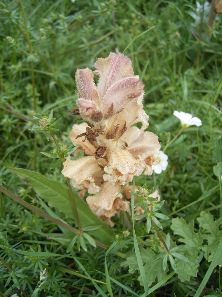Orobanche caryophyllacea