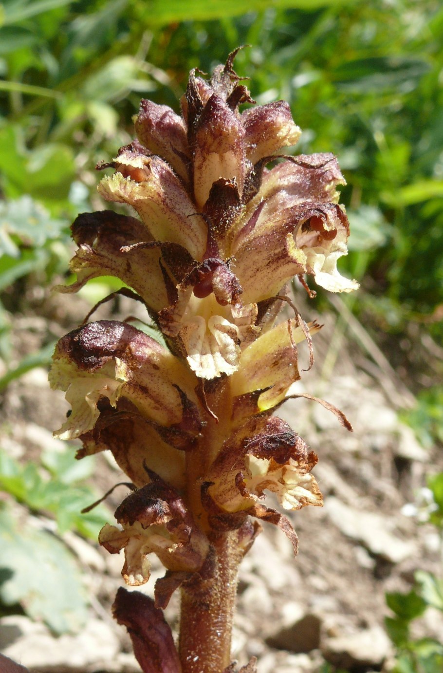 Заразиха Египетская (Orobanche aegyptiaca)