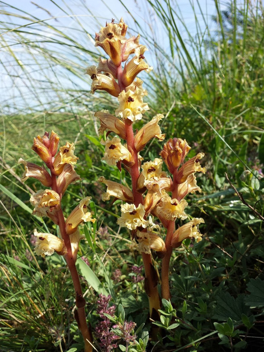 Orobanche alba