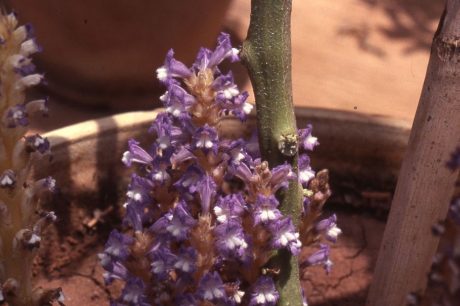 Плющ паразит