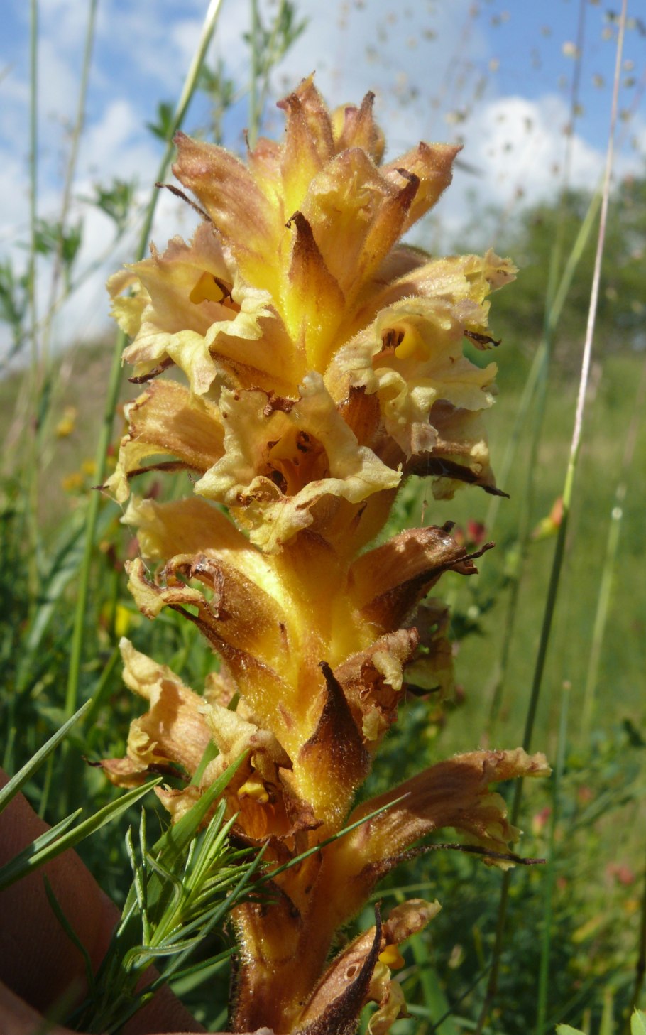 Orobanche lutea