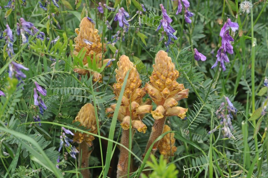 Orobanche sanguinea растение