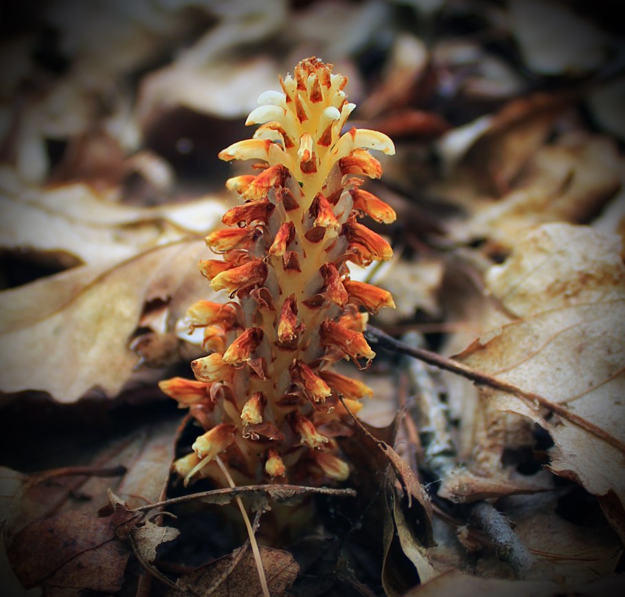 Заразиха растение паразит