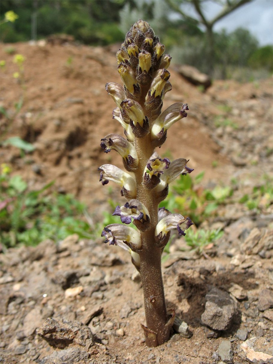 Заразиха orobanche