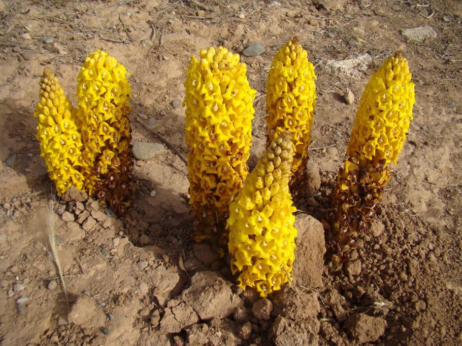 Заразиха Бартлинга