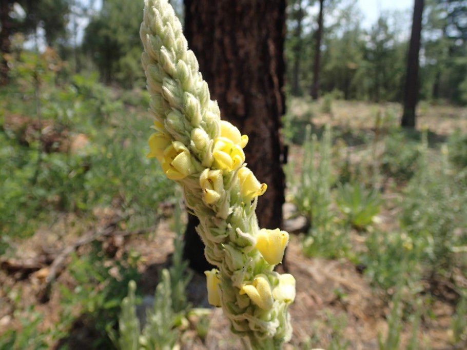 Заразиха капустная