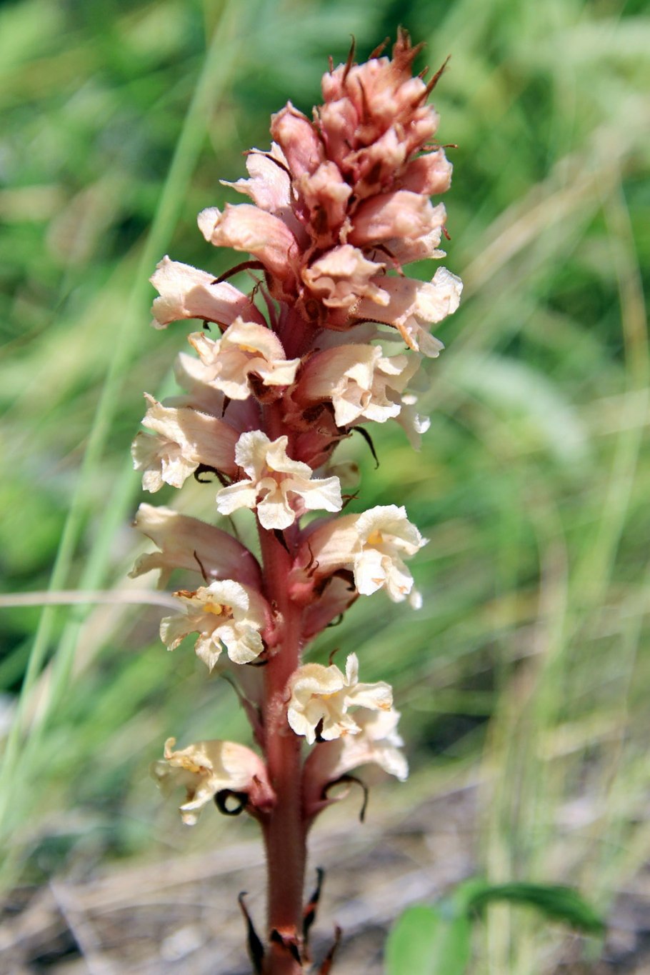 Orobanche krylovii
