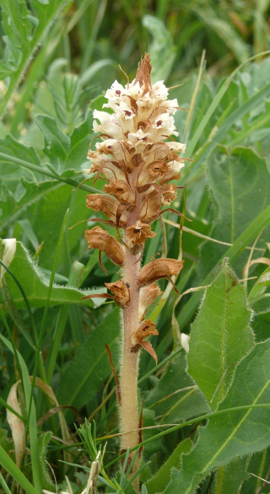Orobanche picridis