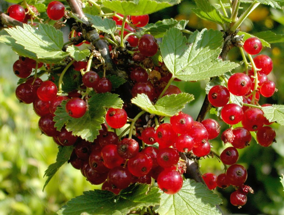 Куст смородины неспелой