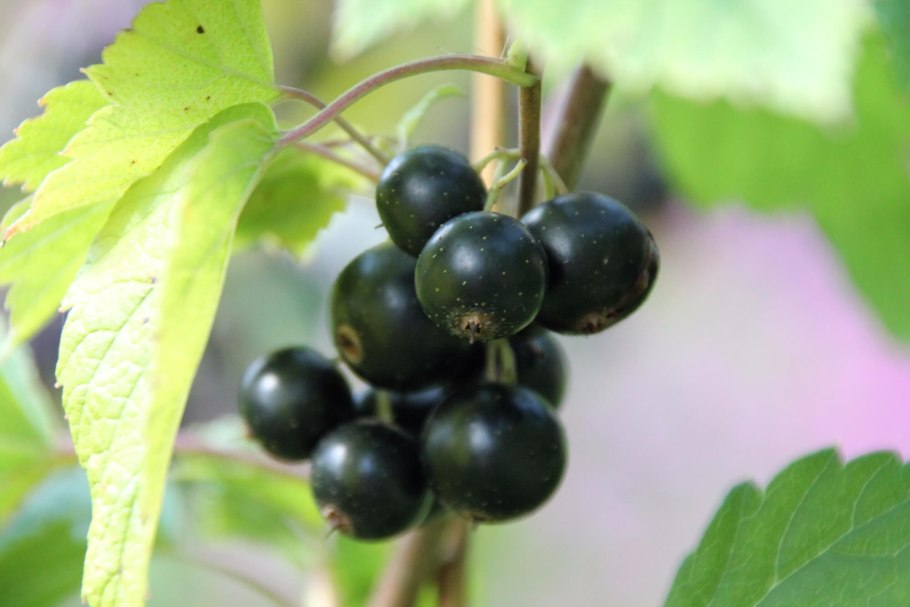 Смородина черная Минай Шмырев