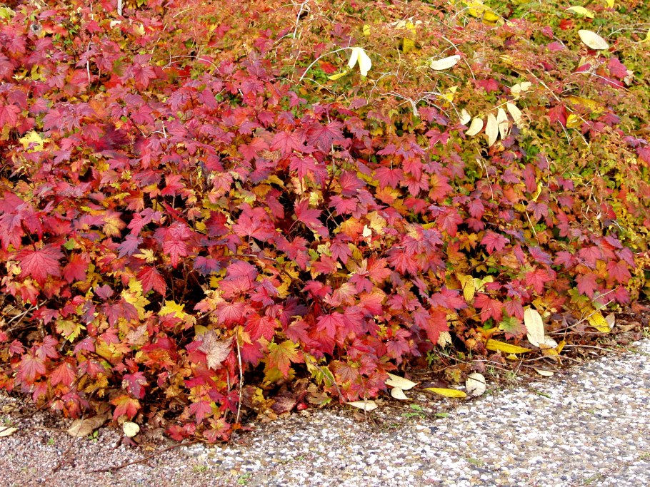 Смородина декоративная железистая