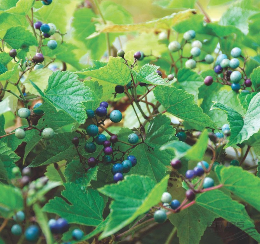 Смородина декоративная железистая