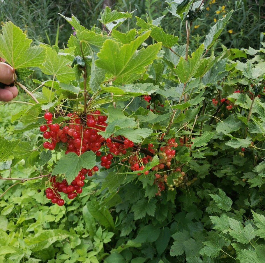 Смородинный куст Шигонский