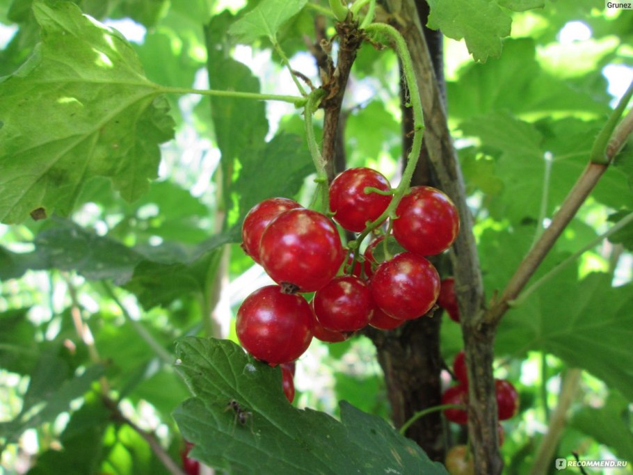 Мичуринская смородина