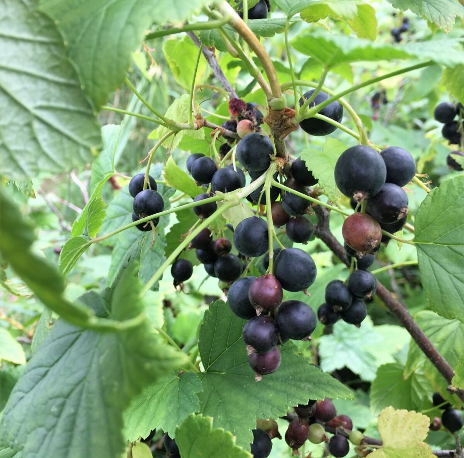 Кызырган ягода Хакасия