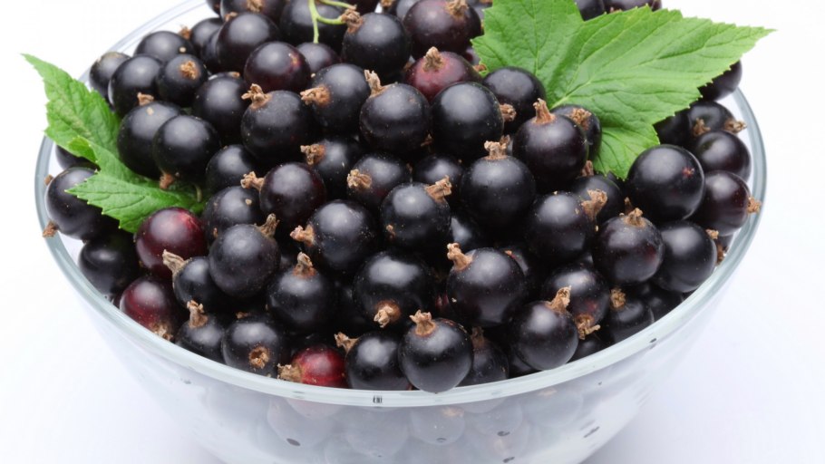 Black currant черная смородина