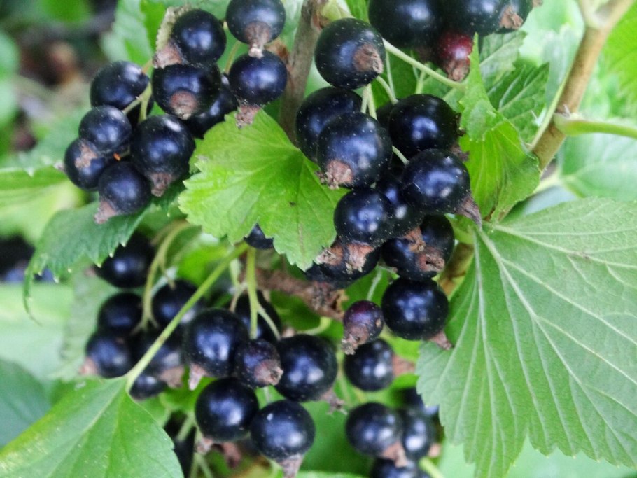 Смородина репис