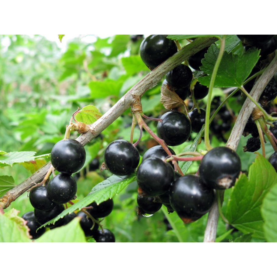 Смородина маньчжурская