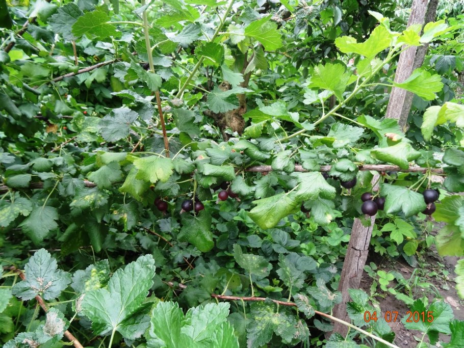 Смородино крыжовниковый гибрид йошта