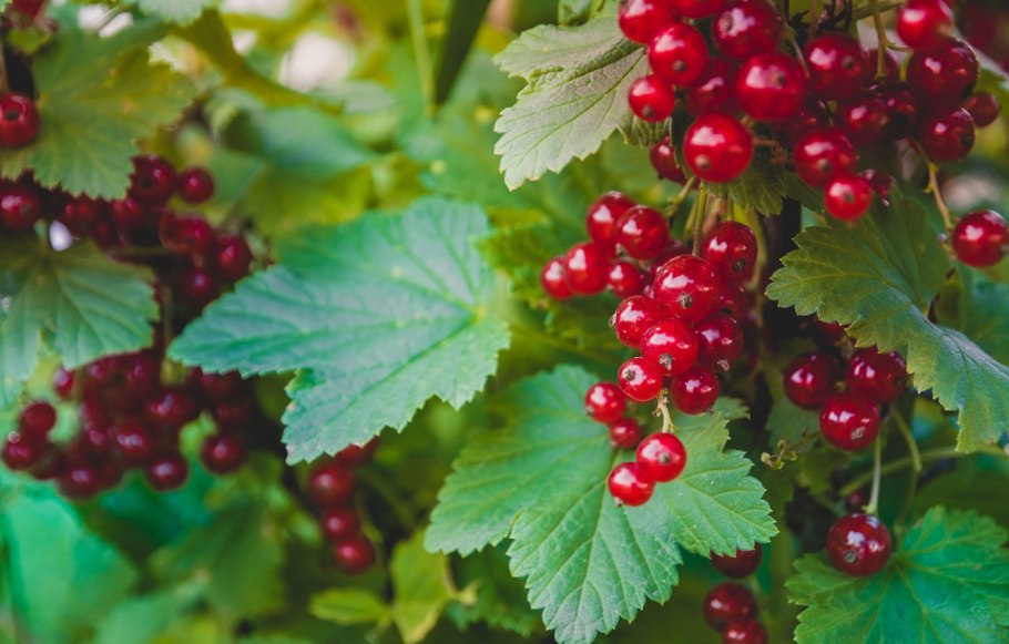 Смородина душистая ribes odoratum